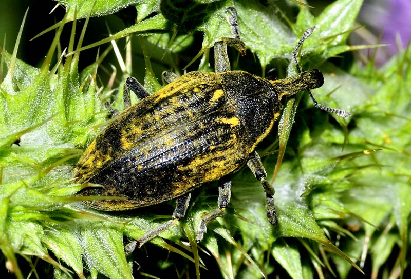 Curculionidae da det dalla grecia